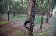 Nông dân cao su Campuchia hy vọng vào cam kết nâng giá